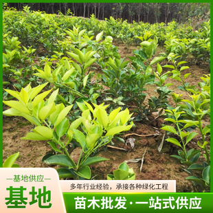 1�׸�������50-60�ߴ����F؛���I�h�ʠ��޽����������ך���������