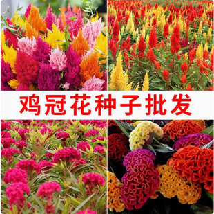 �����u�ڻ��N���҃����Pβ����׷N����ֲ���ļ����N�_��ͥԺ����