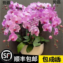 �����ܻ����ﶬ�͏d���绨���ļ��m�������m�����҃�ֲ����B��