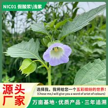 厂家直销 假酸浆种子 灯笼花 天茄子室外庭院花海四季易种植花籽