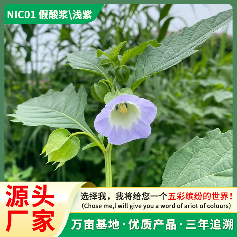 厂家直销 假酸浆种子 灯笼花 天茄子室外庭院花海四季易种植花籽