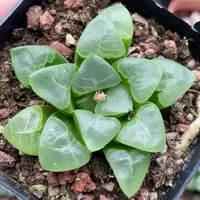 Xiangyunkeshou японское зеленое растение в горшке, ландшафтное суккулентное растение, теплица, оптовая продажа, кактус агавы, двенадцать рулонов
