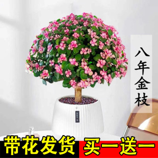 Golden Branches, Jade Leaves, Hydroponic Succulent Potted Plants, Fine Old Pile Plants, Easy to Grow Green Plants, Water-Raised Flowering Bonsai, Lazy Florals