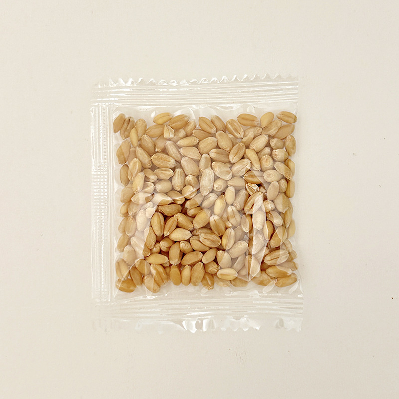 ZZ001 캣그라스 씨앗 10g