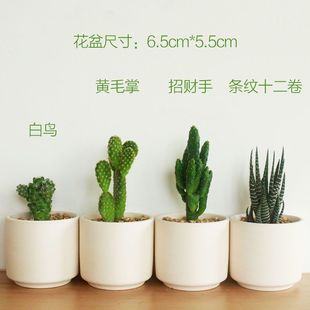 Succulent Plant Potted Green Plant Flower Cactus Indoor Plant Radiation Protection Pot Nutrient Soil Sen Sheng