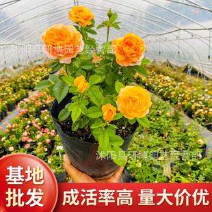 Rose Extra Large Flower Fragrant Juice Balcony Courtyard Flower Plant Potted Rose Four Seasons Rose Seedlings with Buds