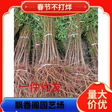 一件代发实生桃苗毛桃树苗木桃树砧木占地桃苗山桃花苗未嫁接用桃