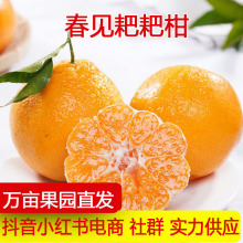四川春见耙耙柑橘子非丑柑橘新鲜整箱桔子批发非不知火粑粑柑