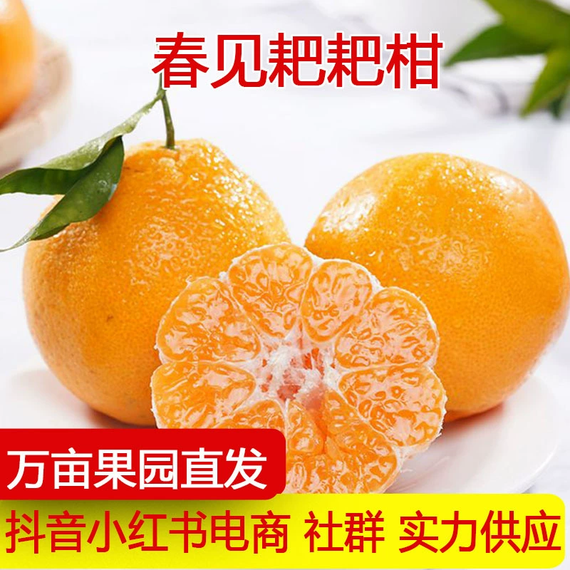 Свежая целая коробка апельсинов из Сычуани Чжунцзянь, не-прекрасные мандарины, оптовые не-миканские мандарины.