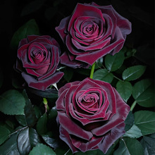 һ�����l�ڰͿ�õ���¼����������԰��tɫ�ļ��_�̨ͥԺ����ֲ��