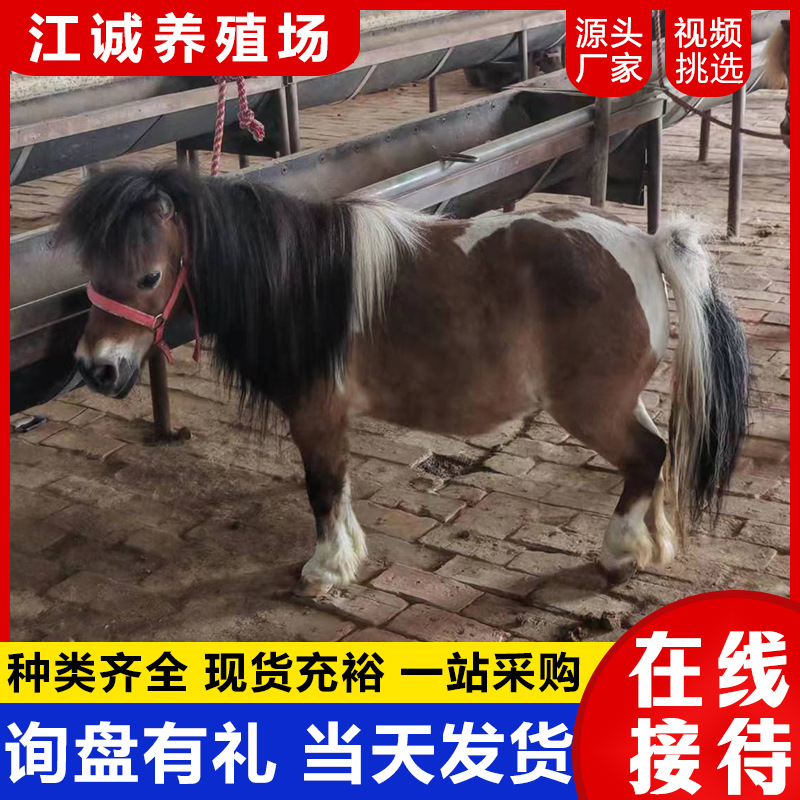 养殖基地出售温顺矮脚马 国产萌宠小矮马 景区公园观赏拍照矮脚马