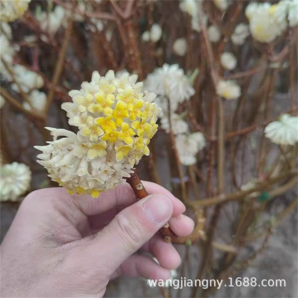 Ароматный рассада Ароматный Цветок рассада съедобный Ароматный Цветок Сад Горшечное растение завязанный цветок мечта Зимний цветок зимнее цветение