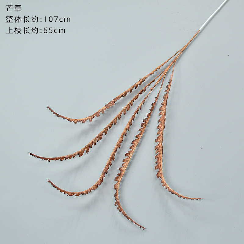 Miscanthus 다크 브라운