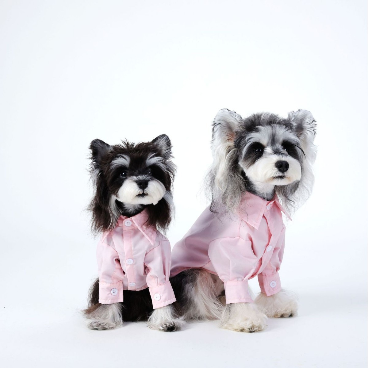 애완 동물 봄과 여름 얇은 매너 비터 곰 놈의 개 고양이 패션 브랜드 셔츠 애완 동물 옷