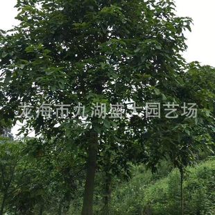 �������l���޻���ľ ������ֲ�����r ���ڻ���ľ�r��