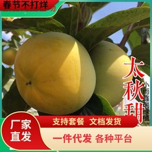 一件代发浙江太秋甜柿苗基地大秋甜柿树苗阳丰日本甜柿子树苗新品