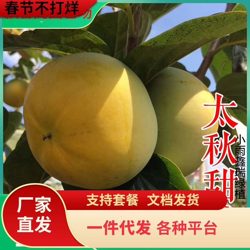 一件代发浙江太秋甜柿苗基地大秋甜柿树苗阳丰日本甜柿子树苗新品
