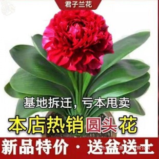 �����]�������m�������m���Ծ����m���ļ�����ֲ������m����