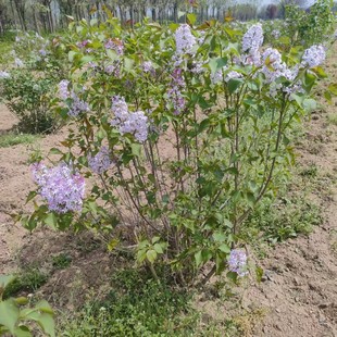 ������ľ�������l�����϶��� ���֧�϶������m�������½��G��