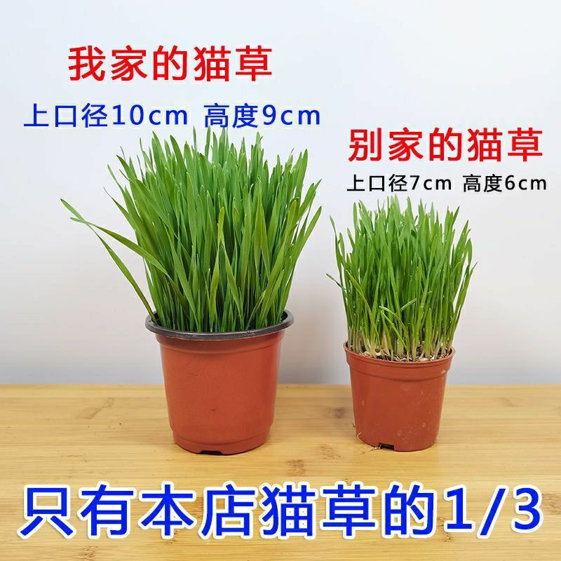 Cat Grass Is Ready to Eat, Cat Snacks, Planting Set, Seeds, Hair Removal Grass Grain, Full Set of Supplies, Catnip