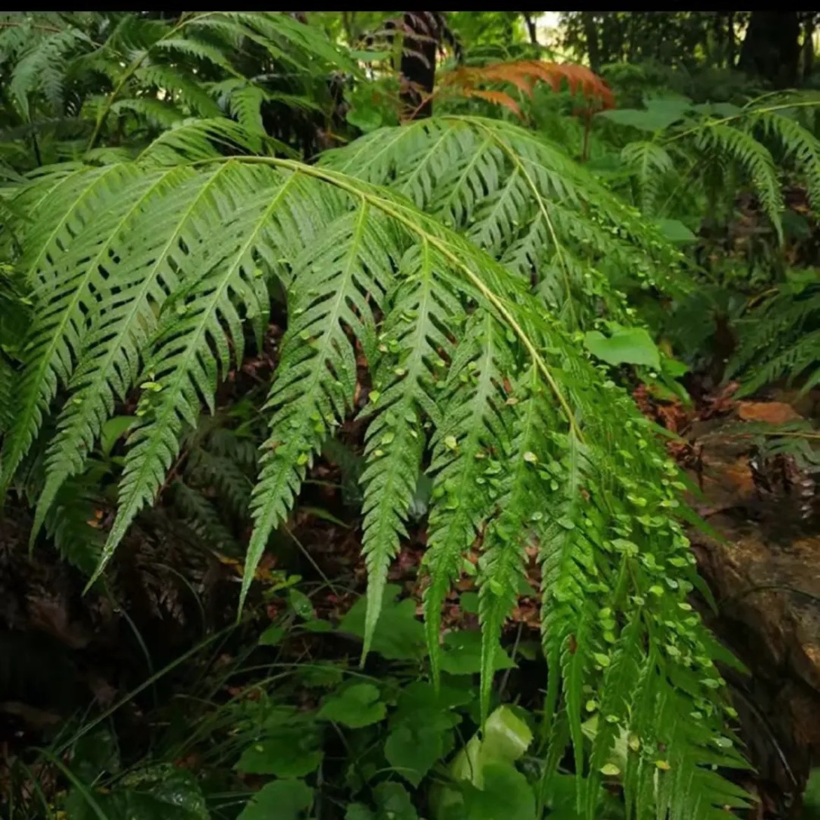 蕨类植物绿植一叶蕨盆栽室内盆景大小型造景微景观苔藓球禅意迷你