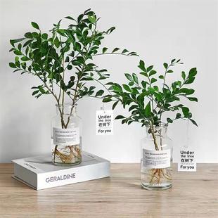 Jiuli Fragrant Potted Flower Plants Are Evergreen in All Seasons and Bloom in Summer. Hydroponic Indoor Balcony Desk Green Plants and Florals