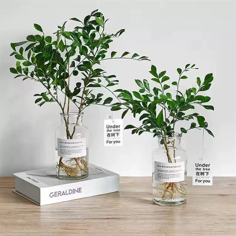 Ароматные цветочные растения в горшках Jiuli вечнозеленые в любое время года и цветут летом. Гидропонные комнатные балконные столы с зелеными растениями и цветами.