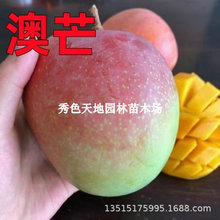 批发果树苗澳芒芒果苗澳洲芒果苗红贵妃芒果苗苹果芒庭院地栽盆栽