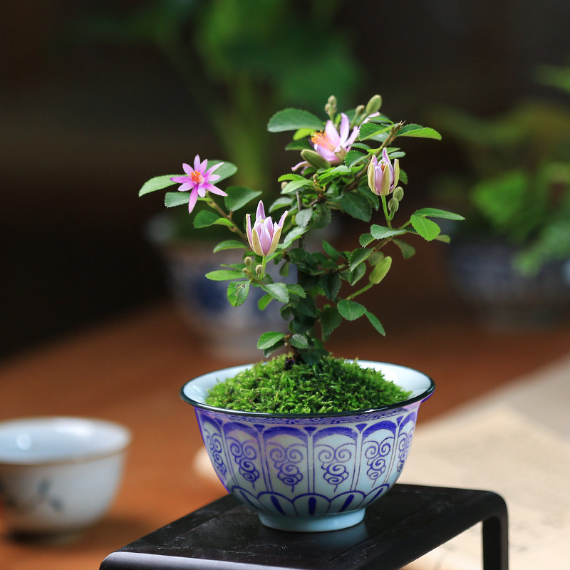 Chinese-Style Desktop Potted Plants, Dendrobium, Tea Room Tea Table Green Plants, Money Tree, Gardenia, Office Plants, Mini Bonsai Chinese-Style Desktop Potted Plants, Dendrobium, Tea Room Tea Table Green Plants, Money Tree, Gardenia, Office Plants, Mini Bonsai