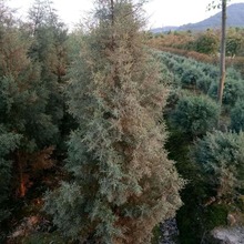 �{���ع�ľ���� �@�־G�����G��ľ ˮ��ֲ��ˮ���������l