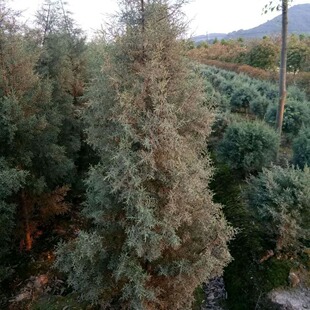 �{���ع�ľ���� �@�־G�����G��ľ ˮ��ֲ��ˮ���������l