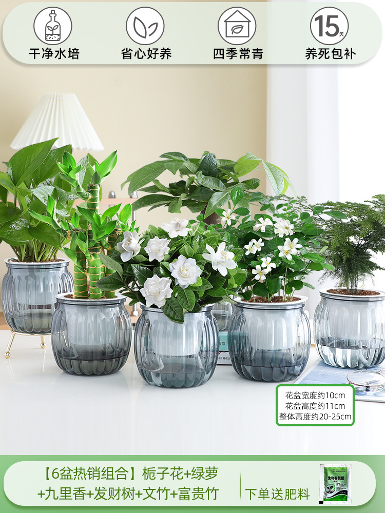 [6 화분 베스트 셀러 조합] 치자나무 + 청무 + 구리향 + 돈나무 + 아스파라거스 + 행운죽