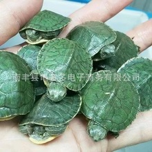 3-15厘米外塘大小巴西龟活体活物小乌龟活体巴西红耳龟宠物龟批发