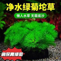 绿菊坨草增氧懒人球形水草一整套斗鱼鱼缸造景无需底砂净化水质