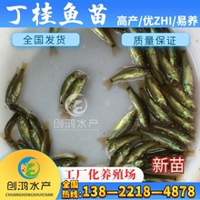 ���� �����~ �����~�~�� �W�޶��i�~�� �����~��ˮ�� Ч���