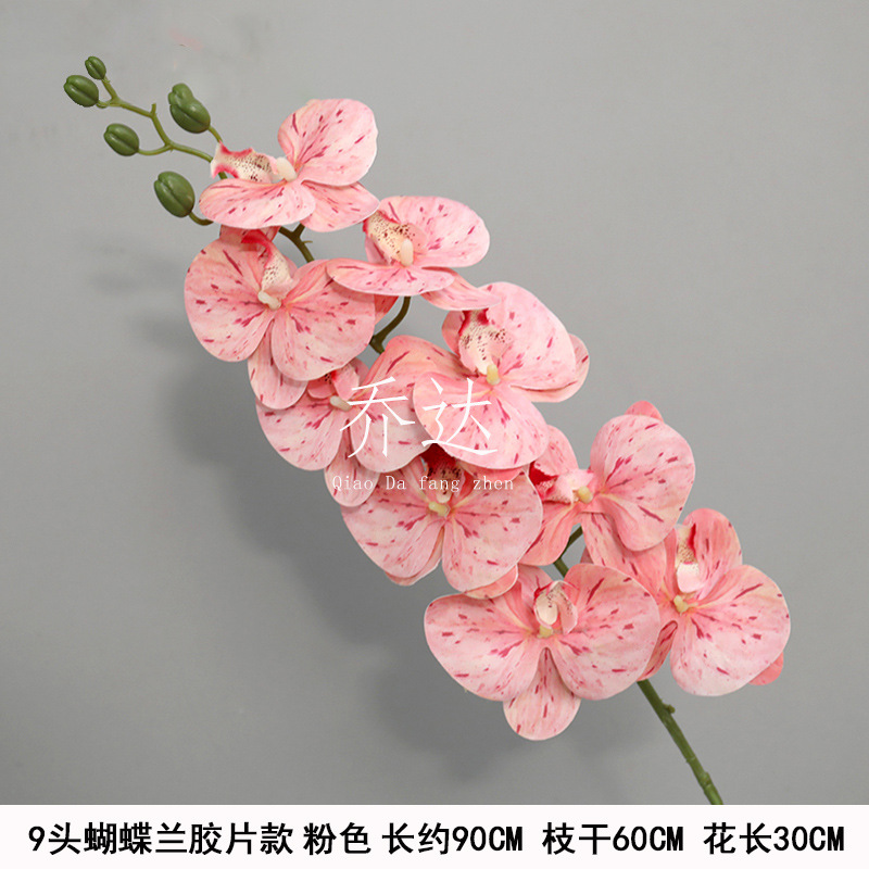 9-head phalaenopsis film model