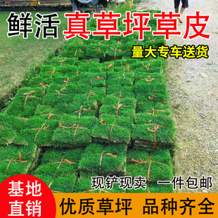 �G����Ƥ���ƺ�������e�����@�G���ļ�����X��̨�����R������Ƥ