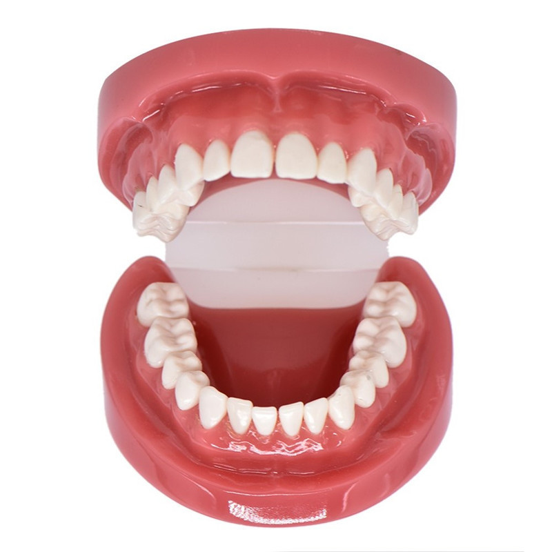Dental Hard Periodontal Teaching Mode Non-Removable Dentition Maxillary and Mandibular Model Dental Adult Standard 1 ： 1