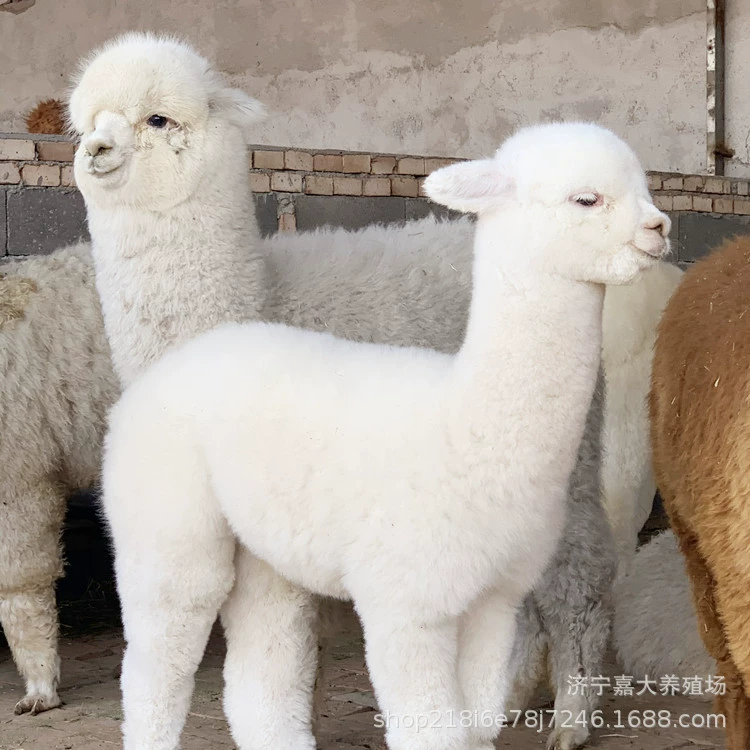 Частое годы, переработанная альпака, живописная зона в помещении, милая альпака, распродажа, аренда цены, база для разведения альпаки
