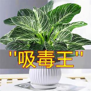 Philodendron Platinum Diamond Potted Green Radish Basket Hydroponic Green Plant Office Succulent Florals That Are Easy to Grow in All Seasons