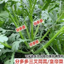 三叉分多多茼蒿种子原装皇帝菜中叶茼蒿四季青菜盆栽庭院蔬菜种子