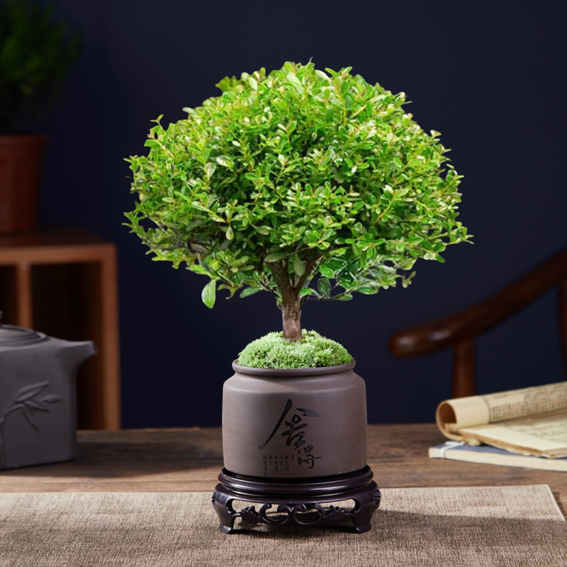 A급 고품질 작은잎 피비 + 구슬구슬 도자기 화분 + 둥근 바닥 지지대 + 이끼 + 비료