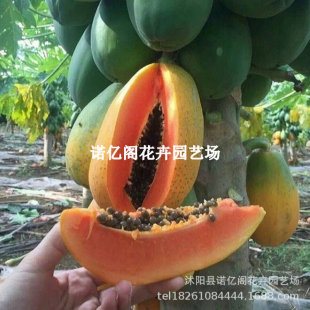ľ�������ʳ�üt�İ�ľ�������ˮ���S��ľ���簫���ش��ļ��ͺ�