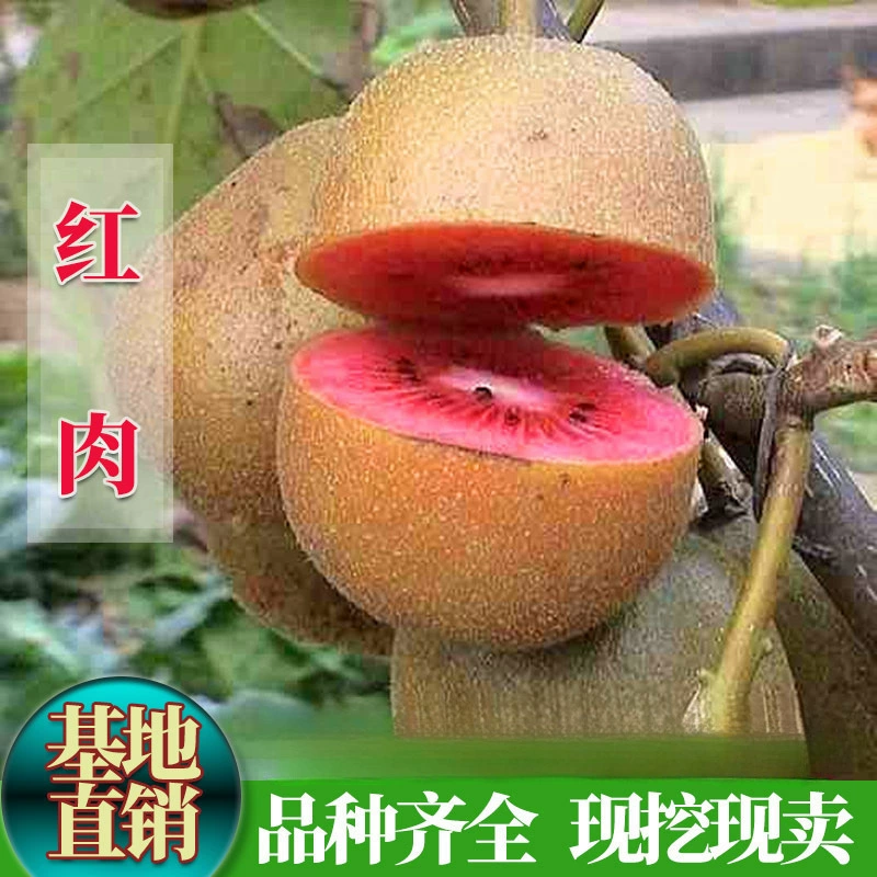 Новый сорт киви, кипарисы киви с красным мякотью, плоды киви с красным мякотью, плодоносящие в том же году, посаженные на юге и севере.