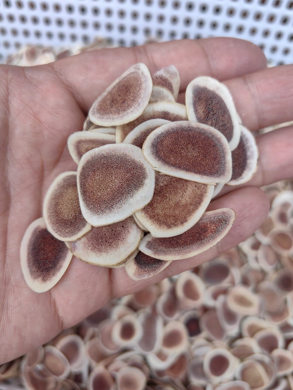 Deer Antler Slices Lu Rong Pian Dried TCM Herb Slices for Decoction and Infused Wine 500g key features