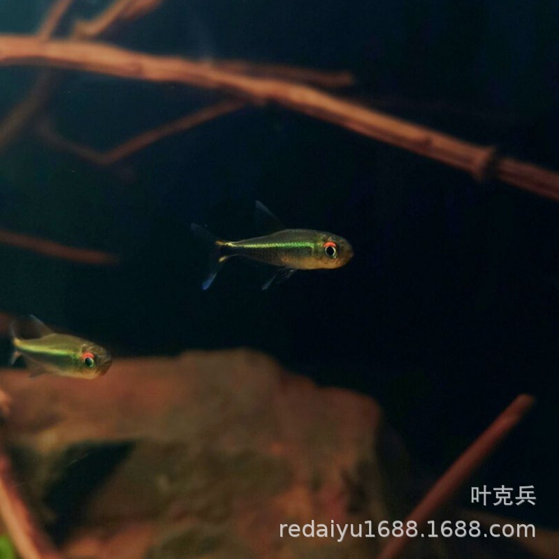Shanghai Wholesale Colombian Metta Light Fish, South American Light Fish, Freshwater Grass Tank Group Swimming High-End Blue Line Elf Light Fish