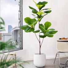 ����Gֲ���~�ņ�֧�٘�֦������Դ��Ϳ͏d�廨�b[�O�쾰�[�O