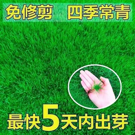 种子;草种子;草坪