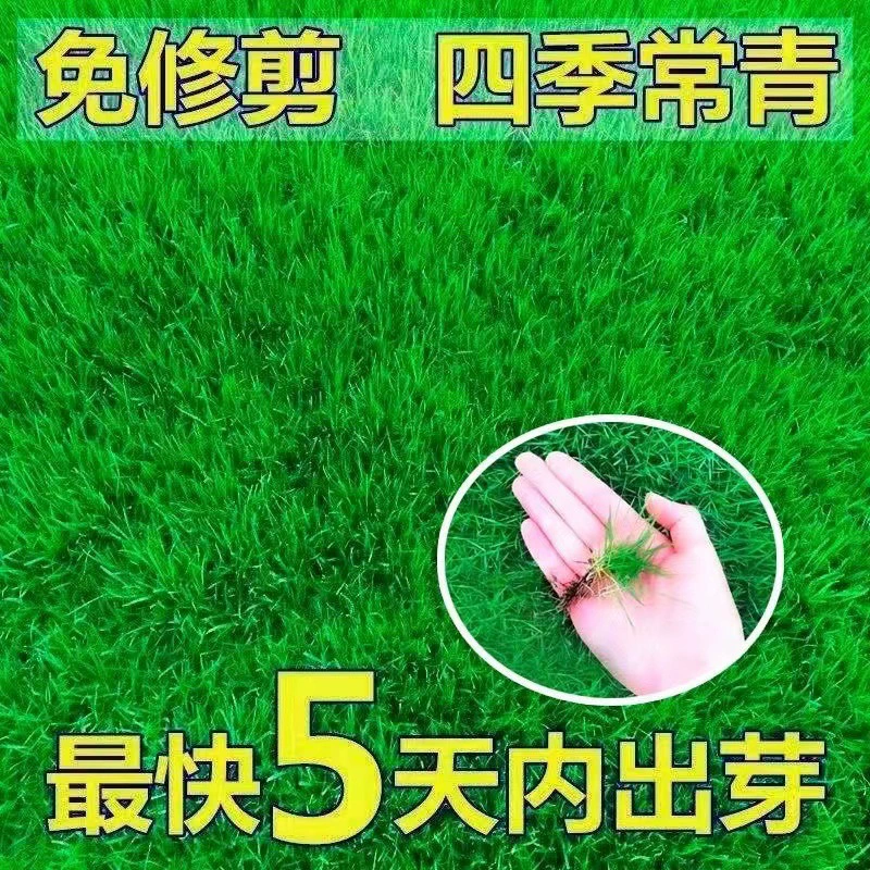 Оптовая продажа газона с покрытием из семян травы с покрытием из корня зуба