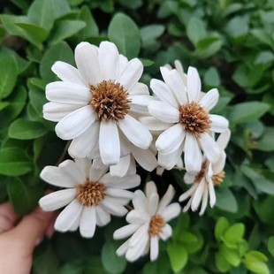 С�r�����������ӻ�10֧/���͏d�廨�[���r���������С���»���